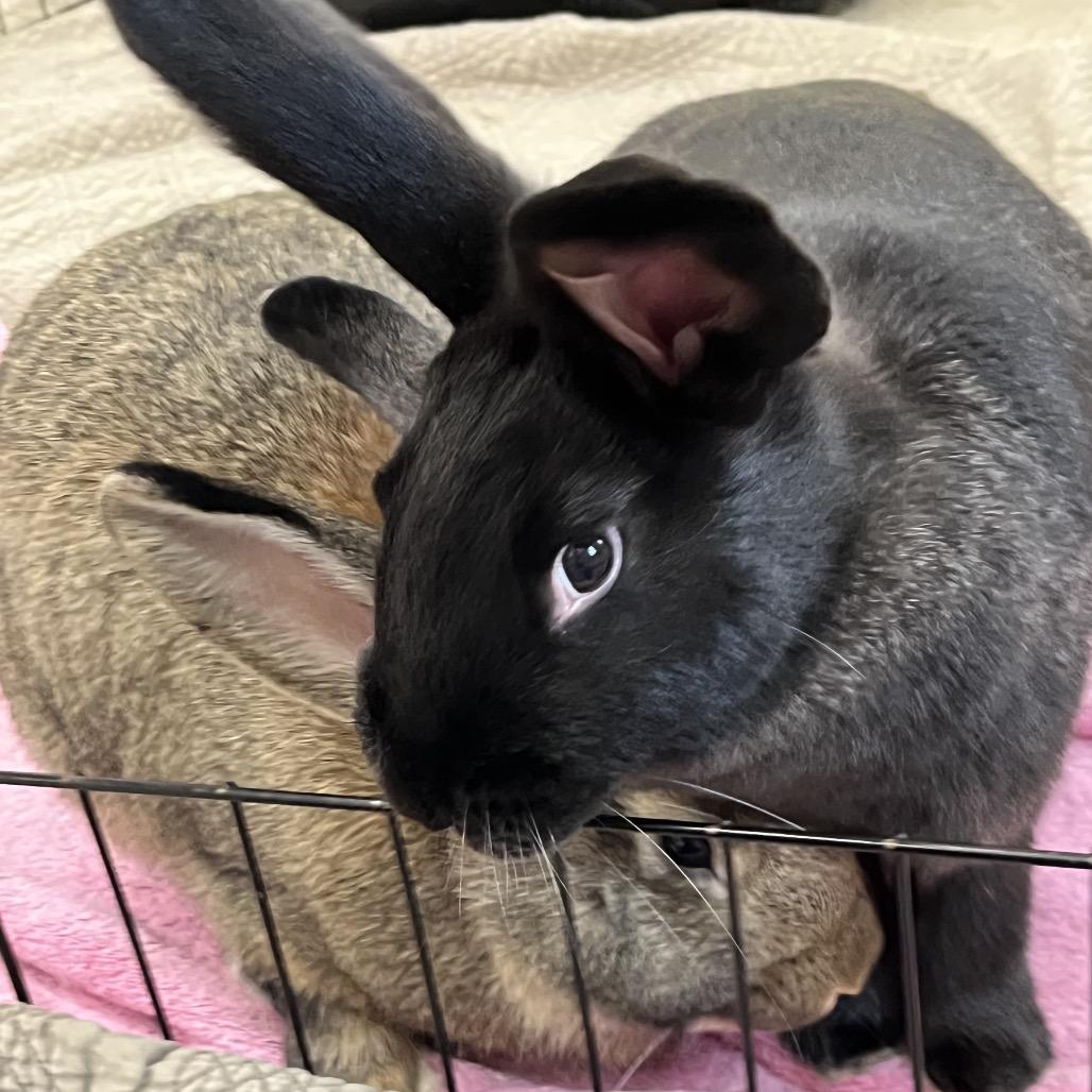 Enlarge Mounds, a Adoptable American in Bedford, NH image 5/6