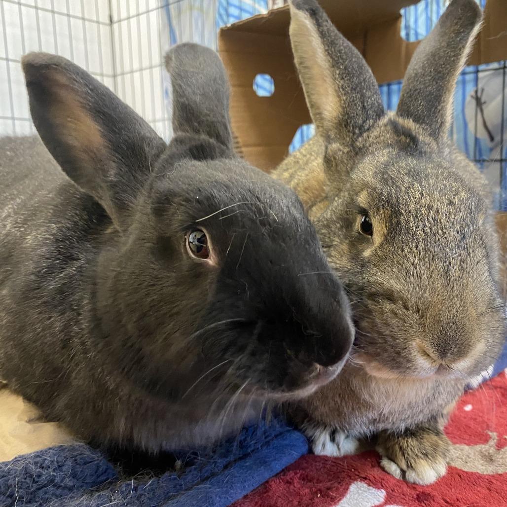 Mounds, a Adoptable American in Bedford, NH image 2/2