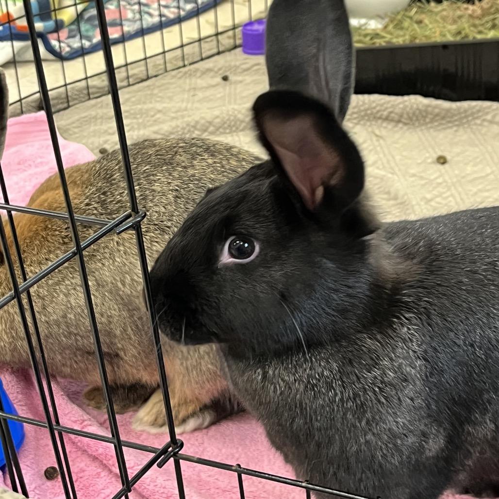 Enlarge Mounds, a Adoptable American in Bedford, NH image 6/6