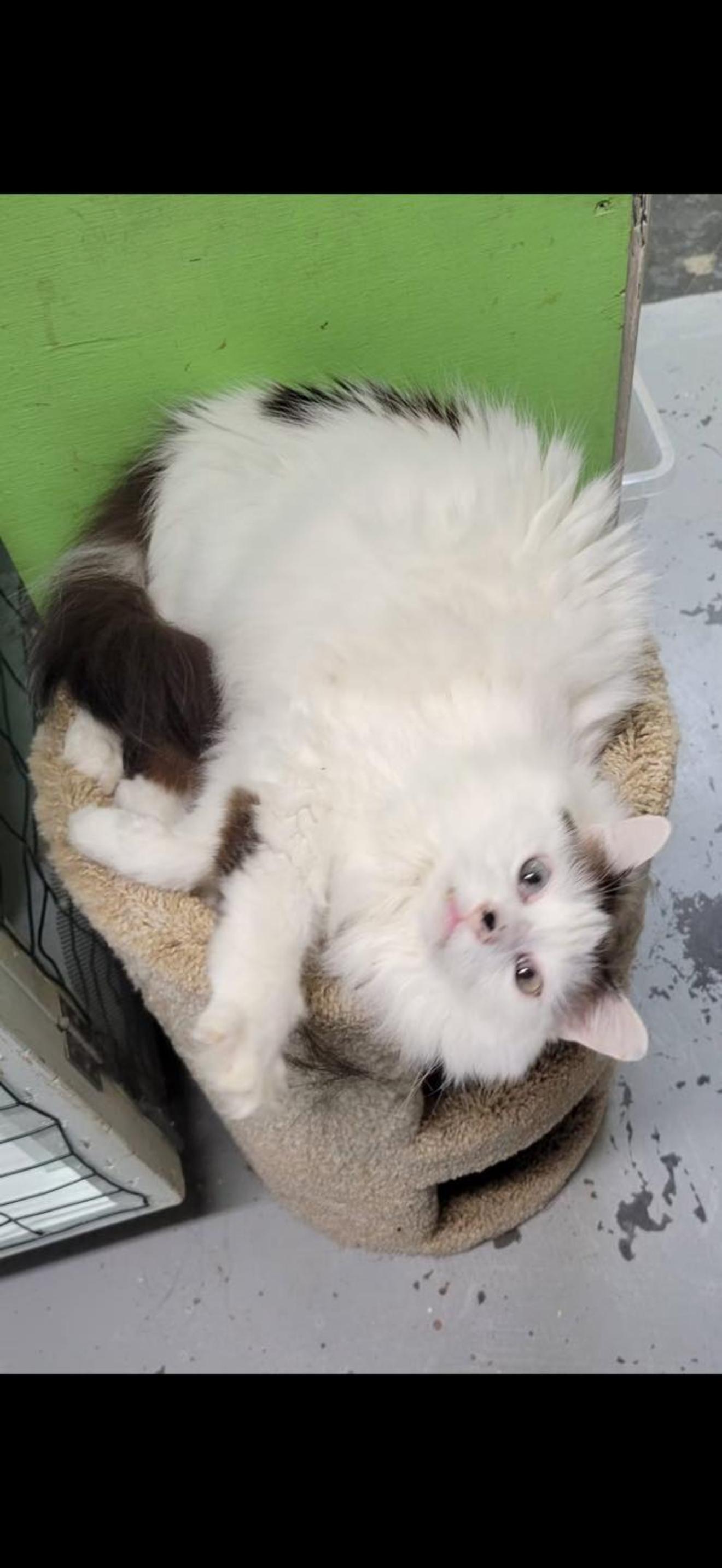 Otis, Adoptable, Young Male Domestic Medium Hair.