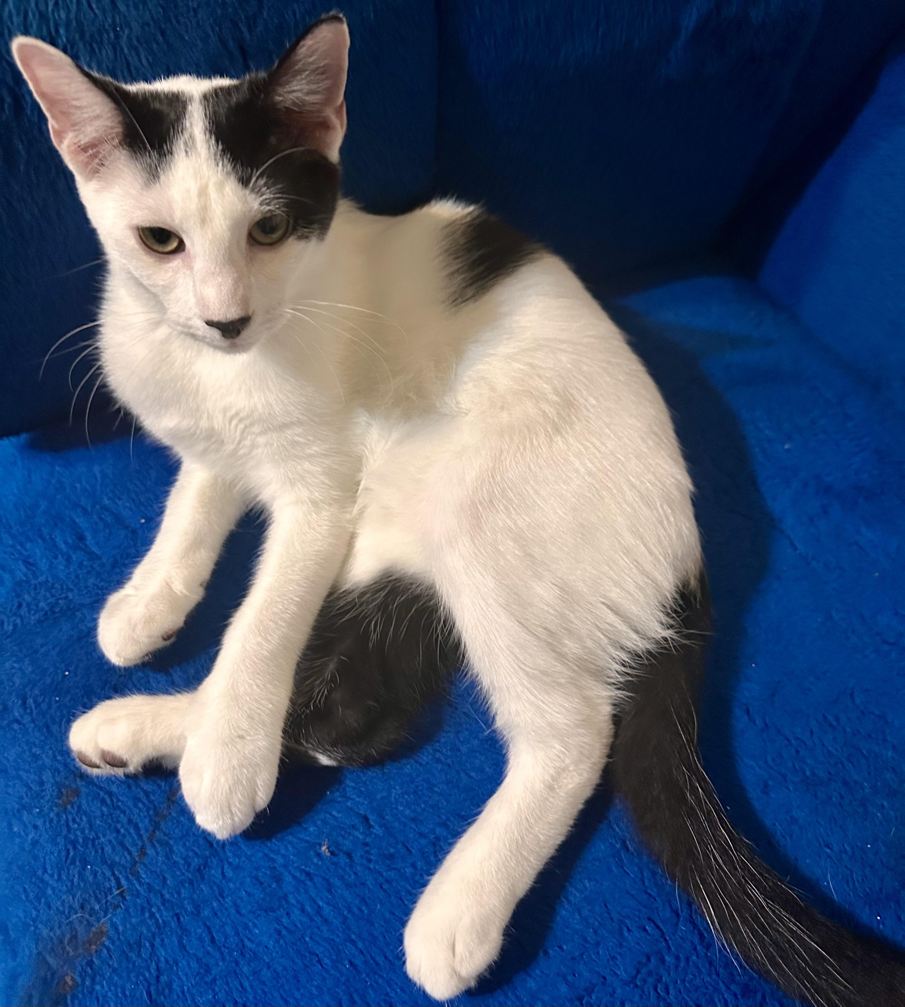 Enlarge Paulie, a Adoptable Domestic Short Hair in Fayetteville, NC image 3/6