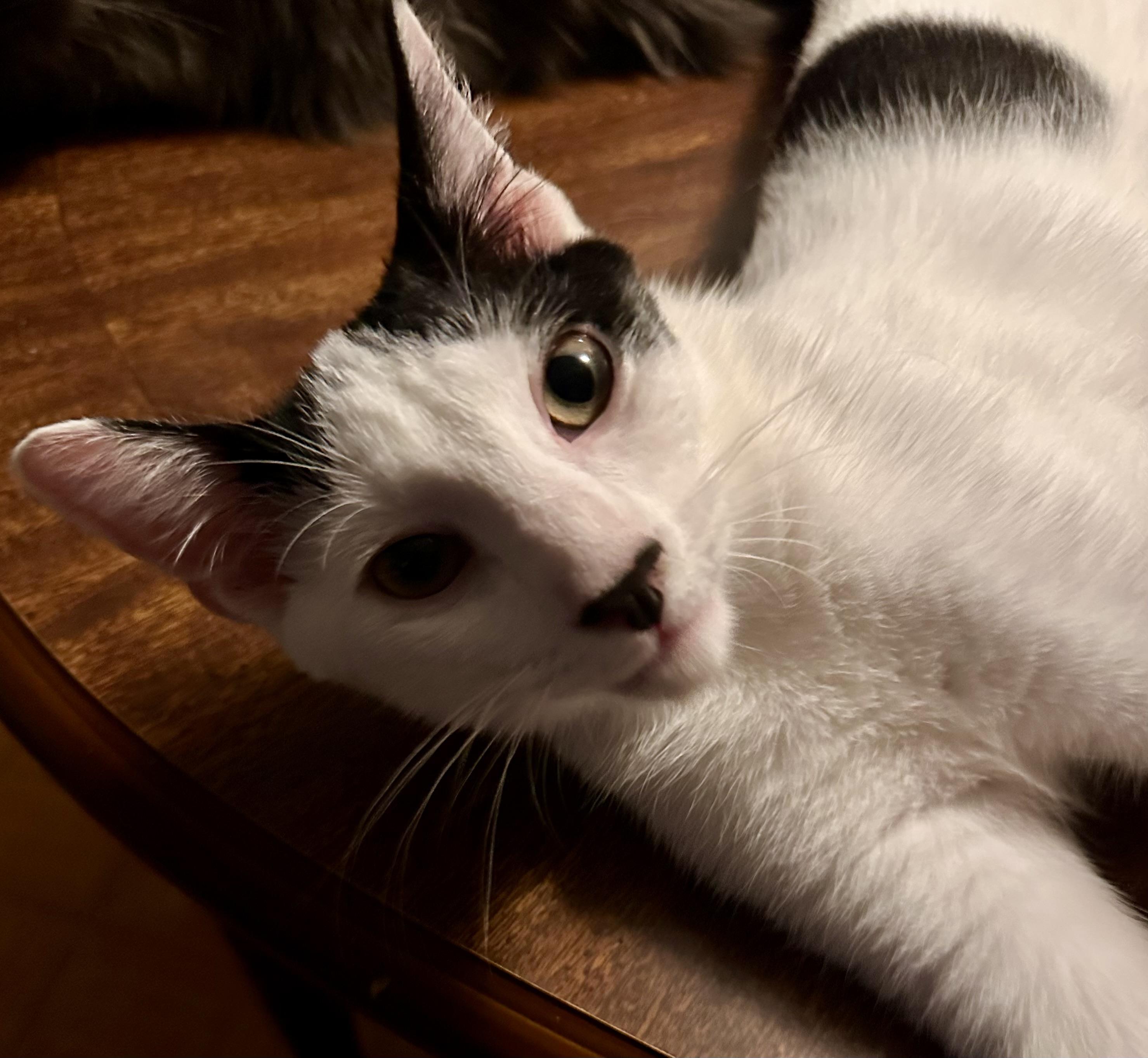 Enlarge Paulie, a Adoptable Domestic Short Hair in Fayetteville, NC image 1/6