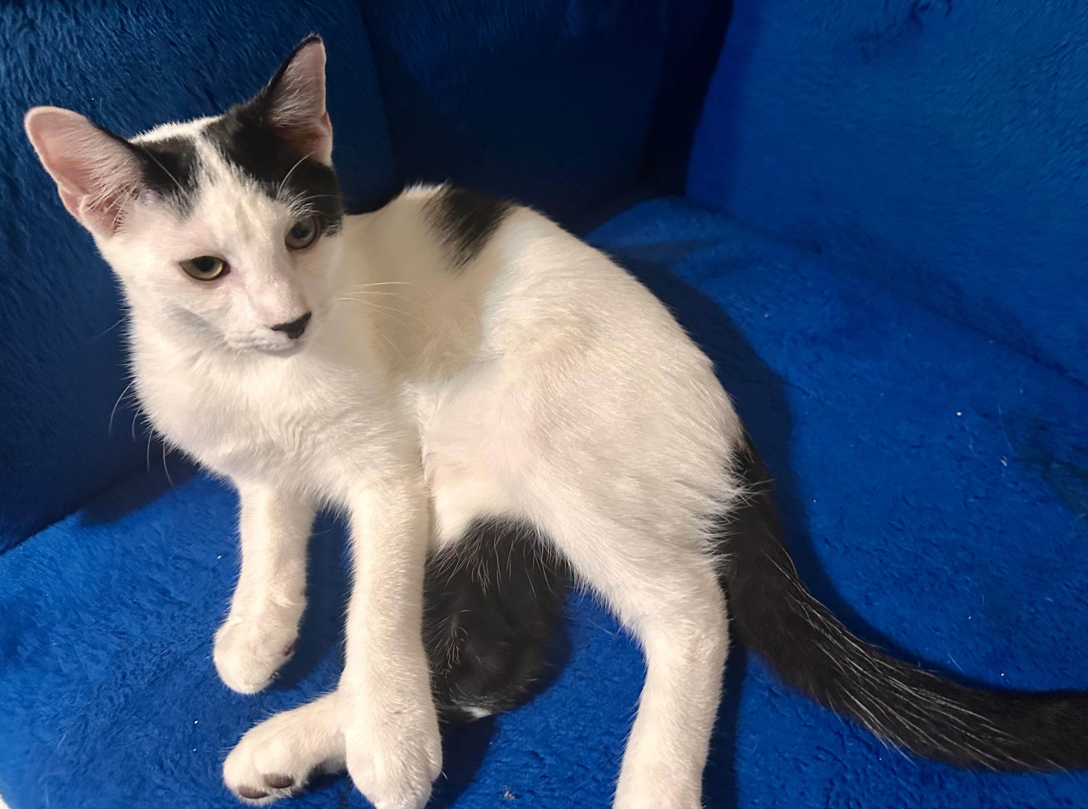 Enlarge Paulie, a Adoptable Domestic Short Hair in Fayetteville, NC image 4/6