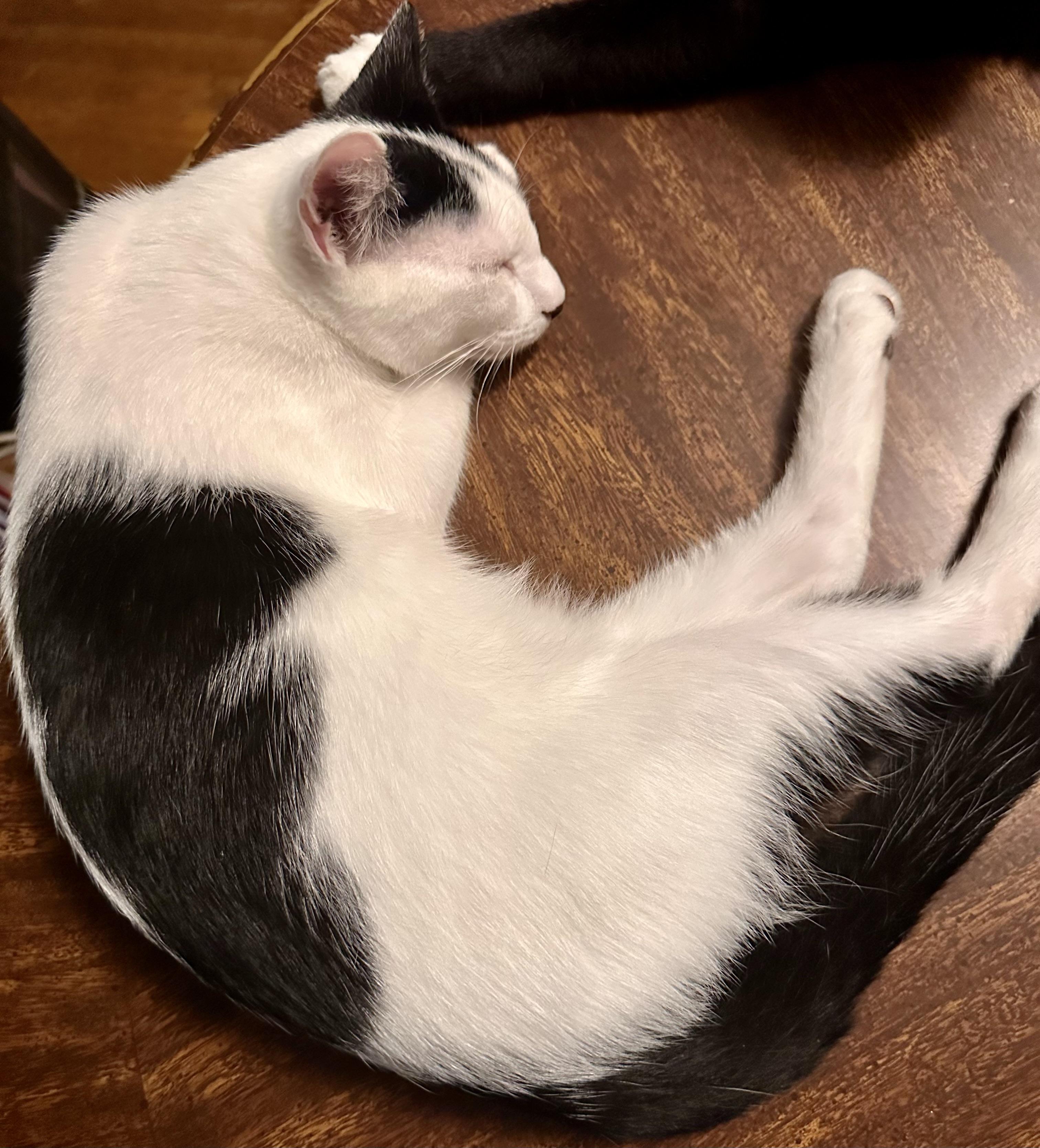 Enlarge Paulie, a Adoptable Domestic Short Hair in Fayetteville, NC image 2/6