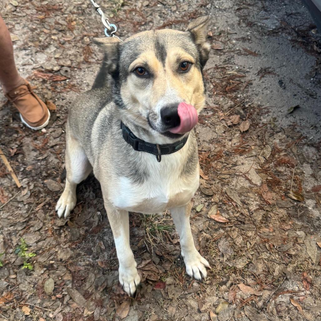 Carl, Adoptable, Adult Male German Shepherd Dog & Husky.