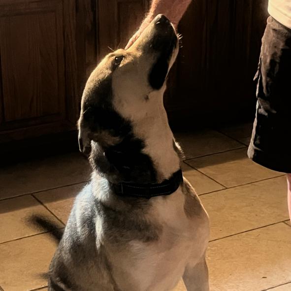 Enlarge Carl, a Adoptable mixed breed in Sarasota, FL image 2/6