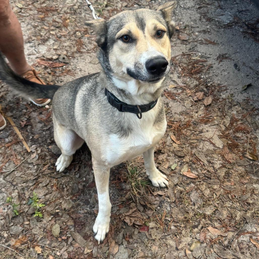 Enlarge Carl, a Adoptable mixed breed in Sarasota, FL image 3/6