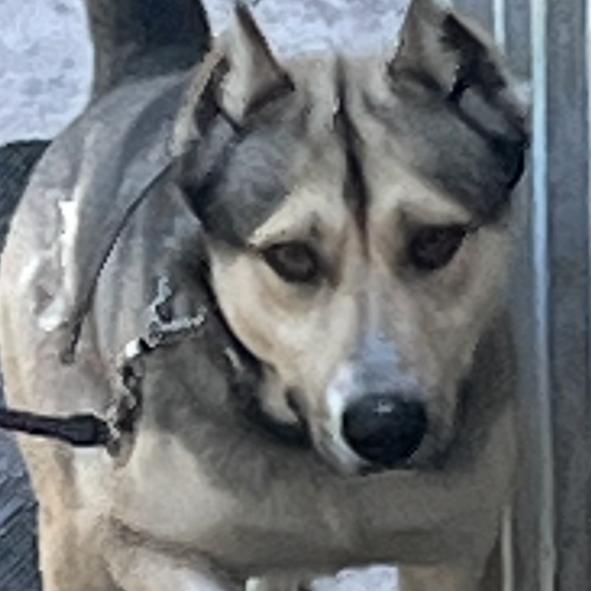 Enlarge Carl, a Adoptable mixed breed in Sarasota, FL image 4/6