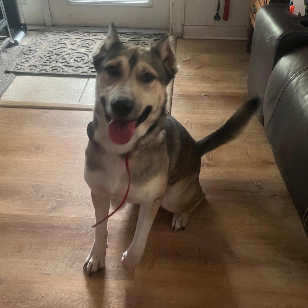 Enlarge Carl, a Adoptable mixed breed in Sarasota, FL image 5/6