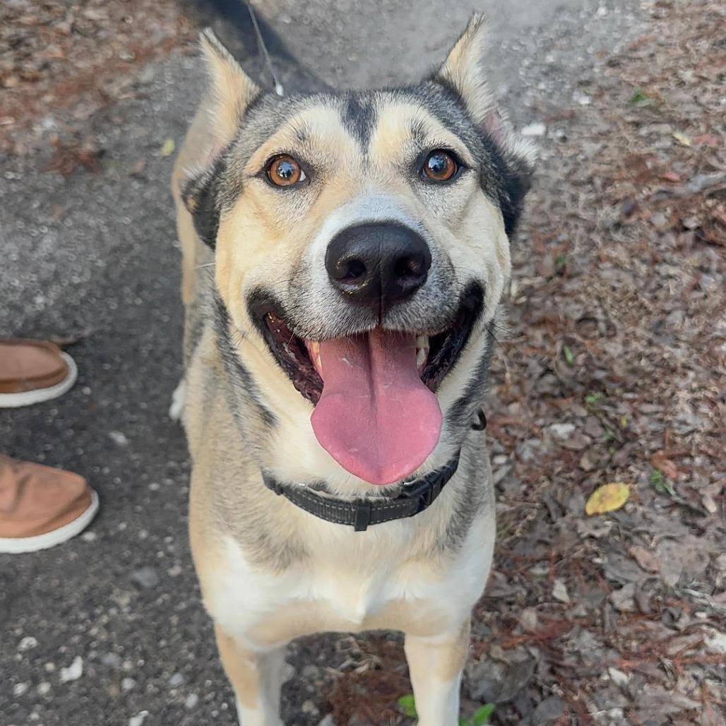 Enlarge Carl, a Adoptable mixed breed in Sarasota, FL image 6/6