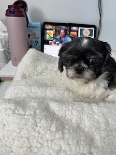 Daisy Belle, Adoptable, Adult Female Shih Tzu.
