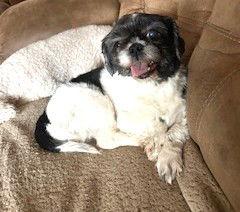 Enlarge Daisy Belle, a Adoptable Shih Tzu in Berwick, PA image 2/3