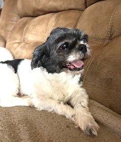 Enlarge Daisy Belle, a Adoptable Shih Tzu in Berwick, PA image 3/3