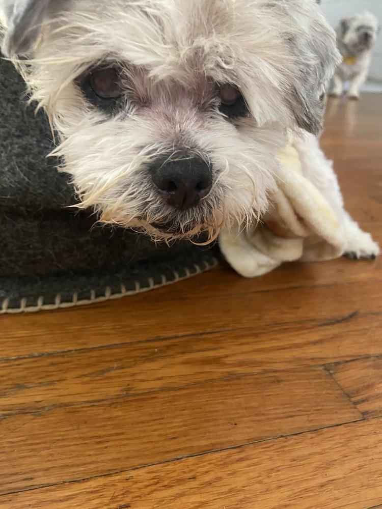 Doris Day, Adoptable, Senior Female Shih Tzu.