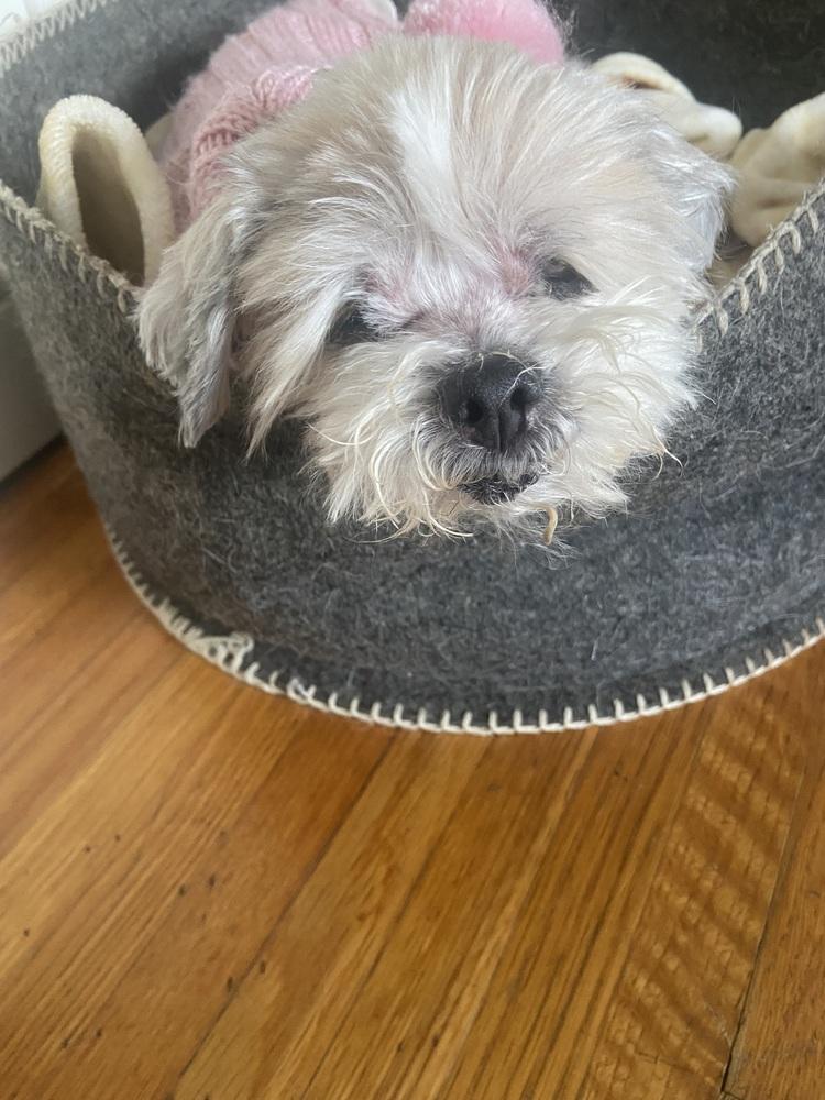 Enlarge Doris Day, a Adoptable Shih Tzu in los angeles, CA image 2/4