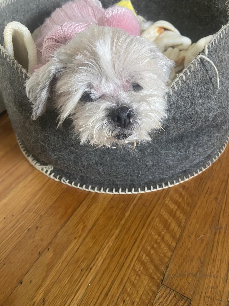 Enlarge Doris Day, a Adoptable Shih Tzu in los angeles, CA image 3/4