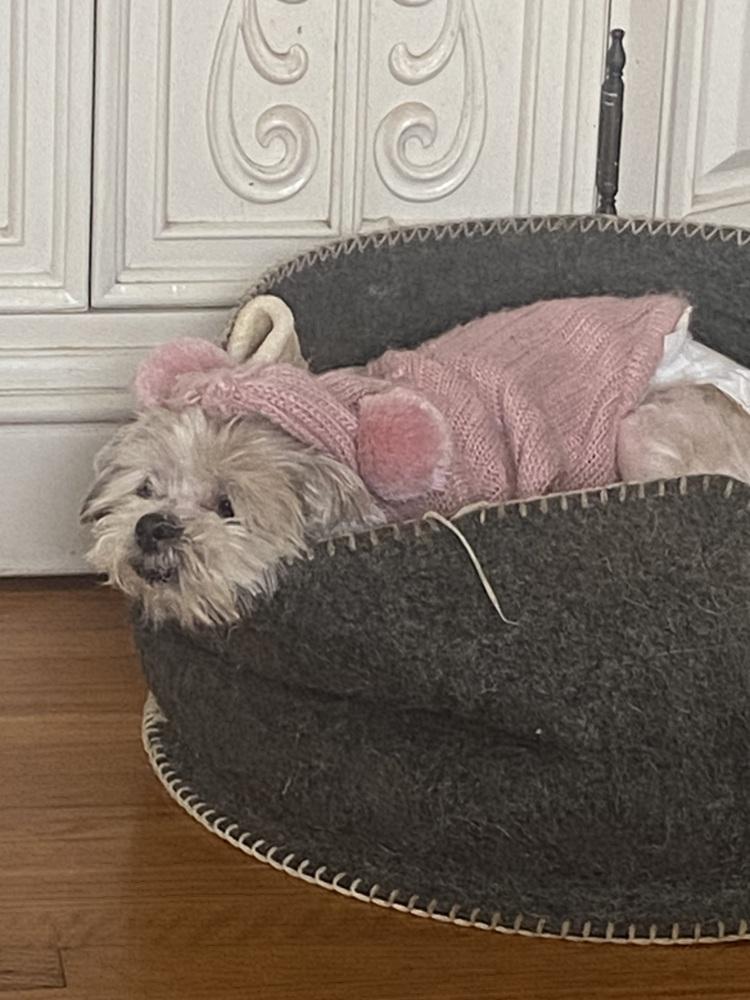 Enlarge Doris Day, a Adoptable Shih Tzu in los angeles, CA image 4/4