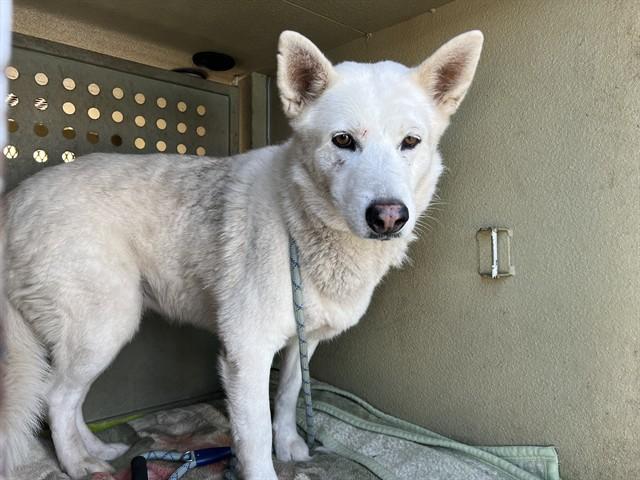 LUNA, Adoptable, Adult Female German Shepherd Dog & Mixed Breed.