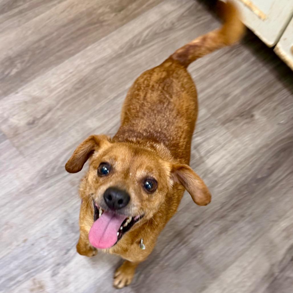 Junior, Adoptable, Adult Male Chihuahua.