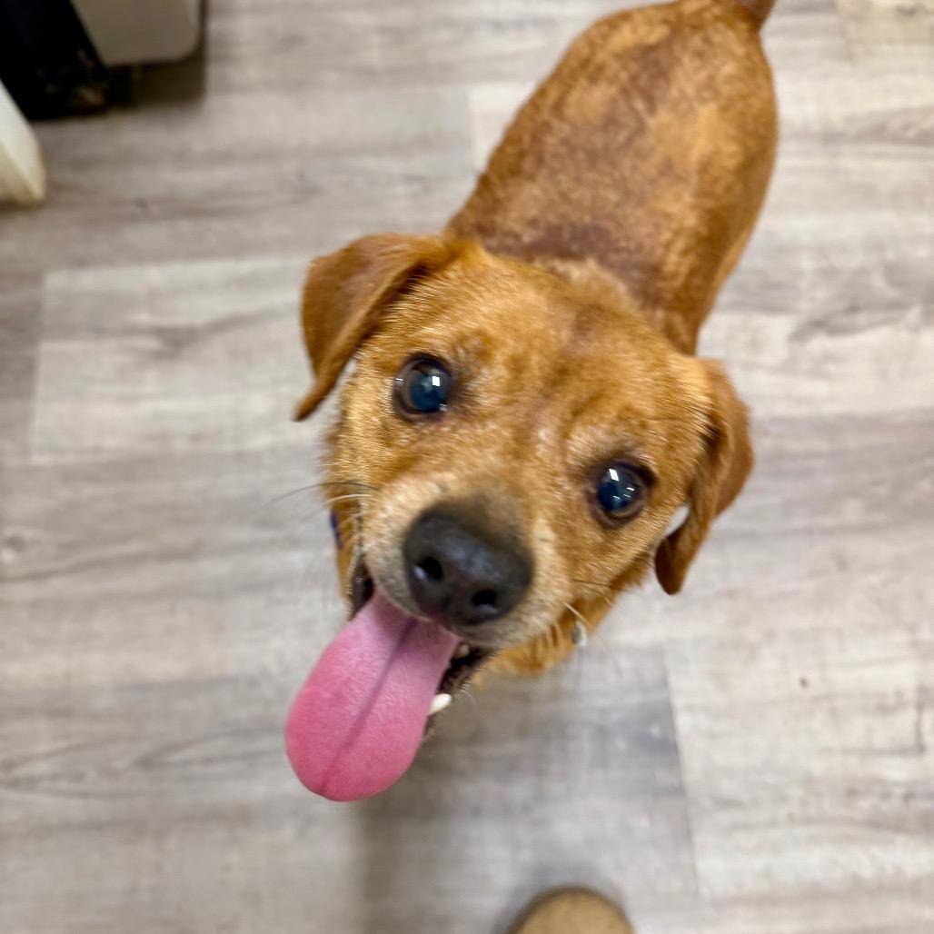 Enlarge Junior, a Adoptable Chihuahua in Opelika, AL image 2/4