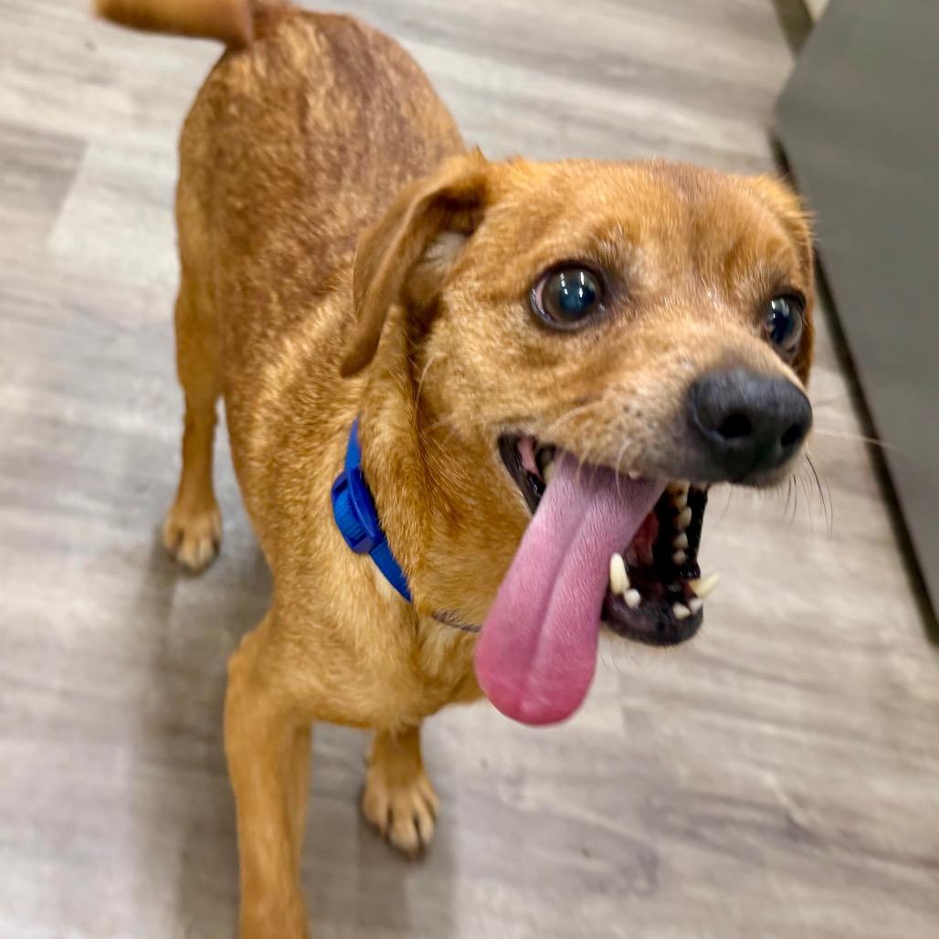 Enlarge Junior, a Adoptable Chihuahua in Opelika, AL image 3/4