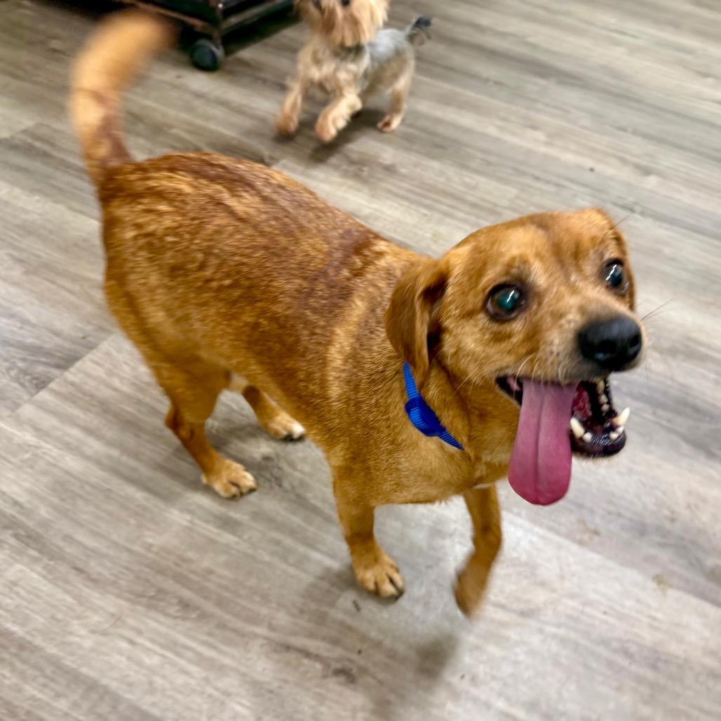 Enlarge Junior, a Adoptable Chihuahua in Opelika, AL image 4/4