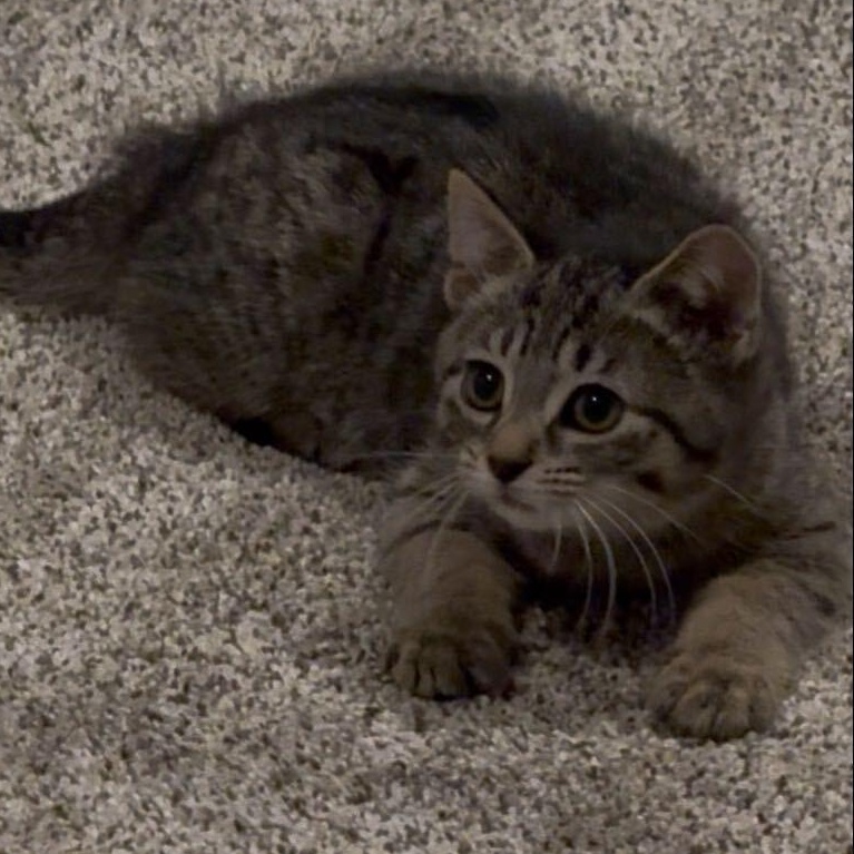 Simba, an adopted mixed breed in East Amherst, NY image 4/6