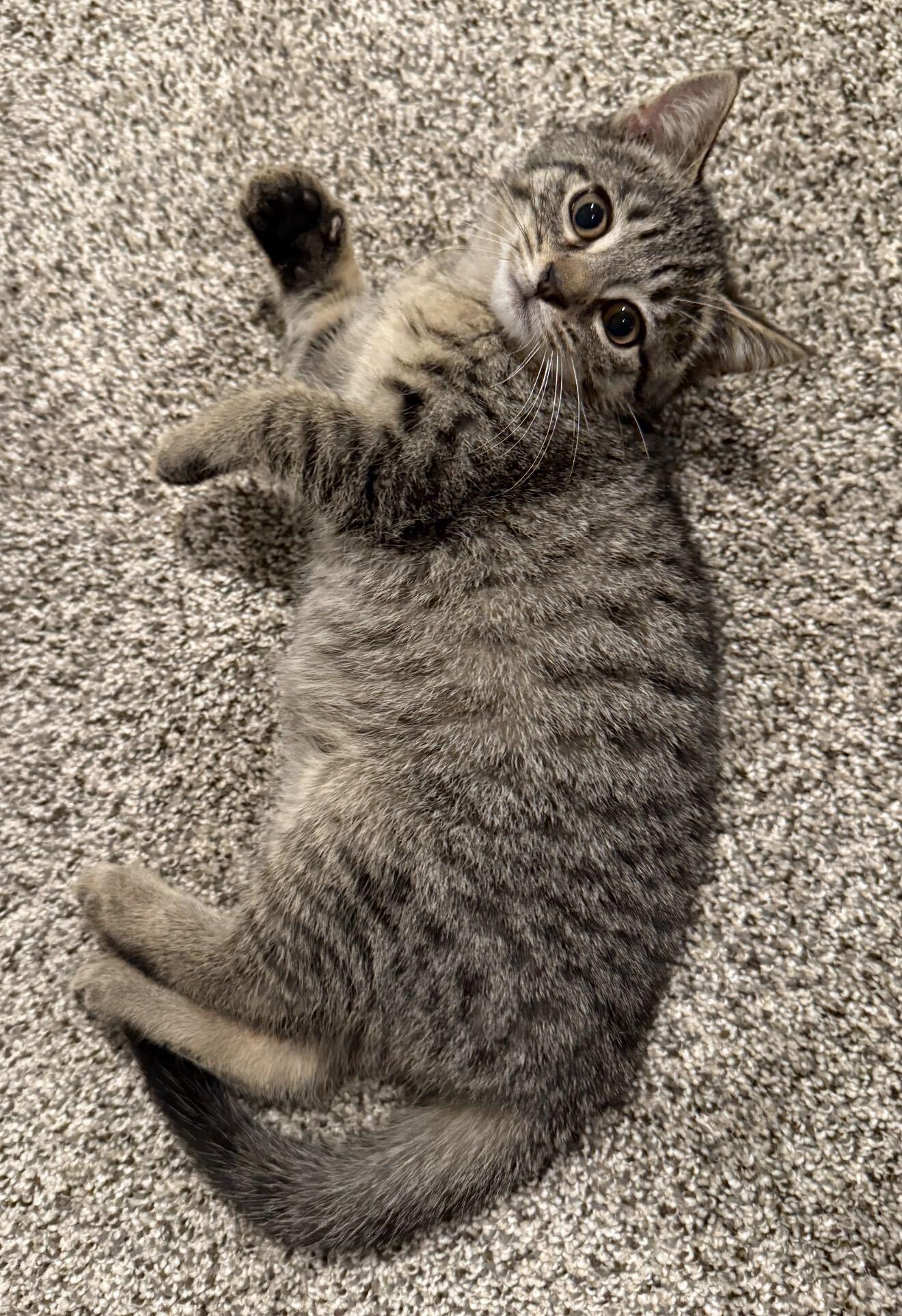 Simba, an adopted mixed breed in East Amherst, NY image 2/6