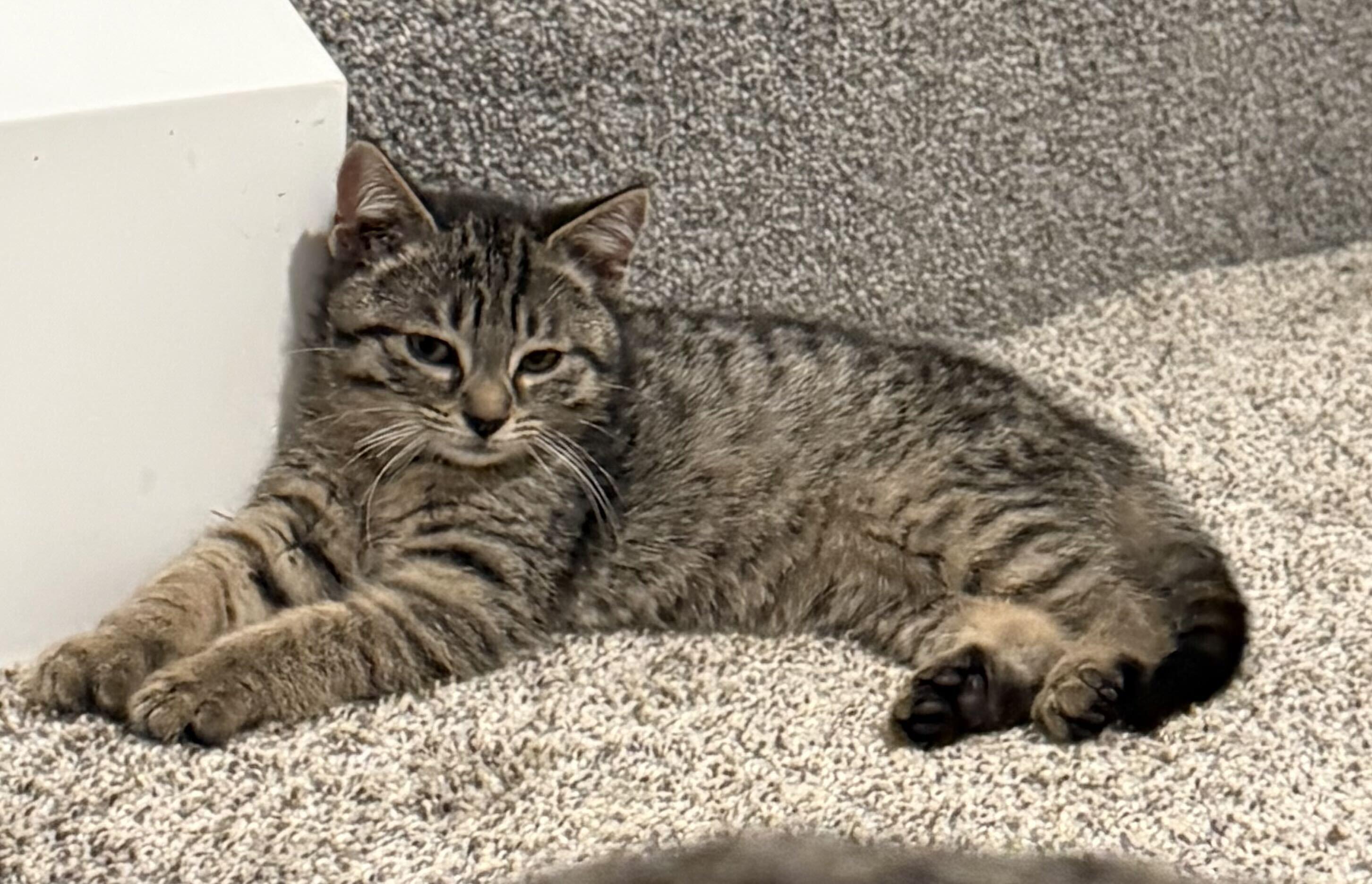Simba, an adopted mixed breed in East Amherst, NY image 3/6