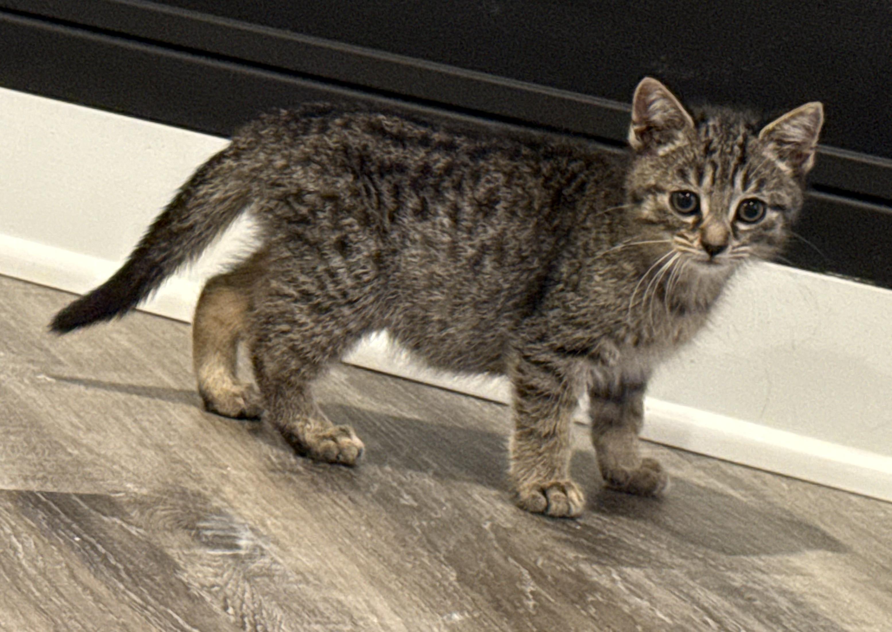 Simba, an adopted mixed breed in East Amherst, NY image 6/6