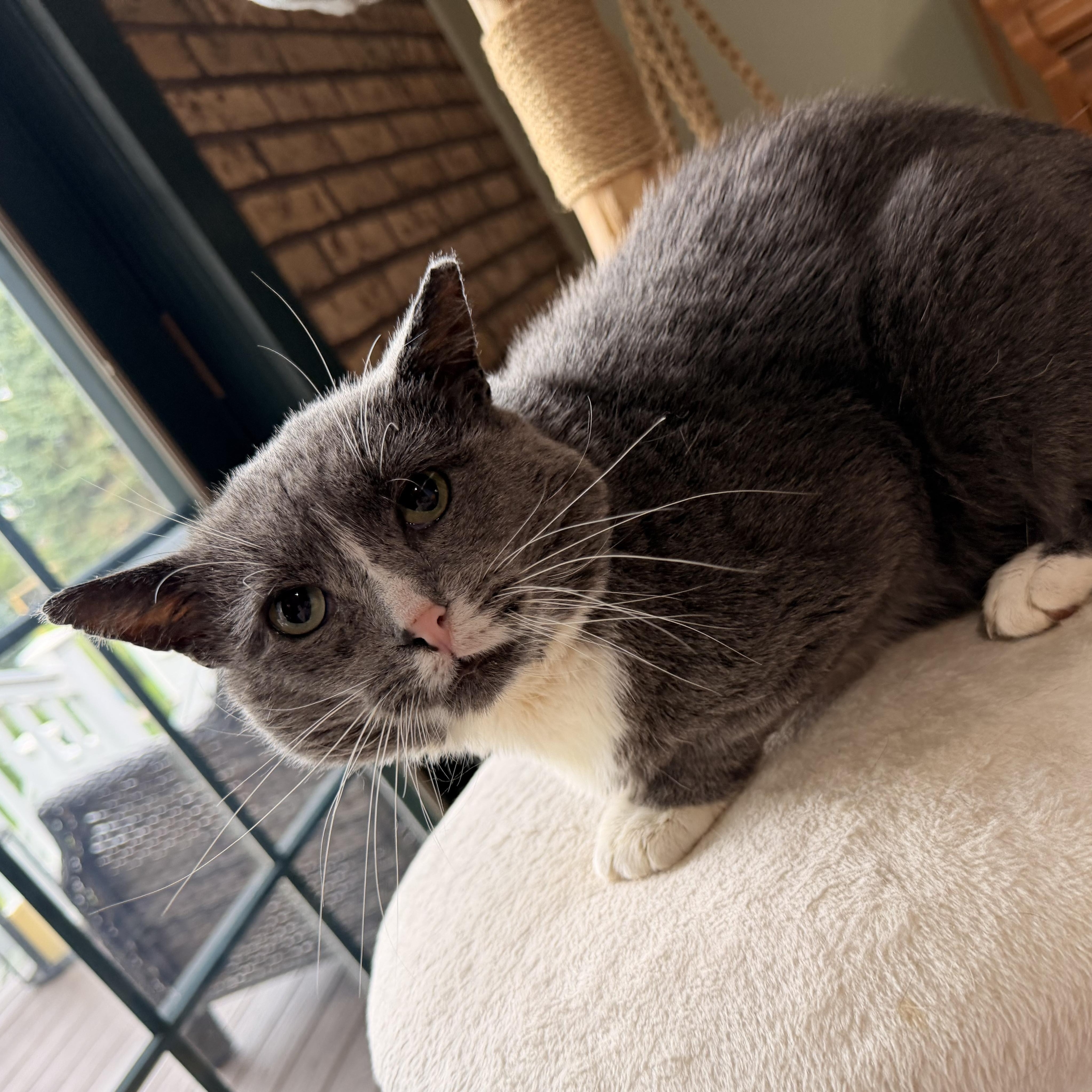 Enlarge Hamburger, a Adoptable Domestic Short Hair in Scranton, PA image 4/6