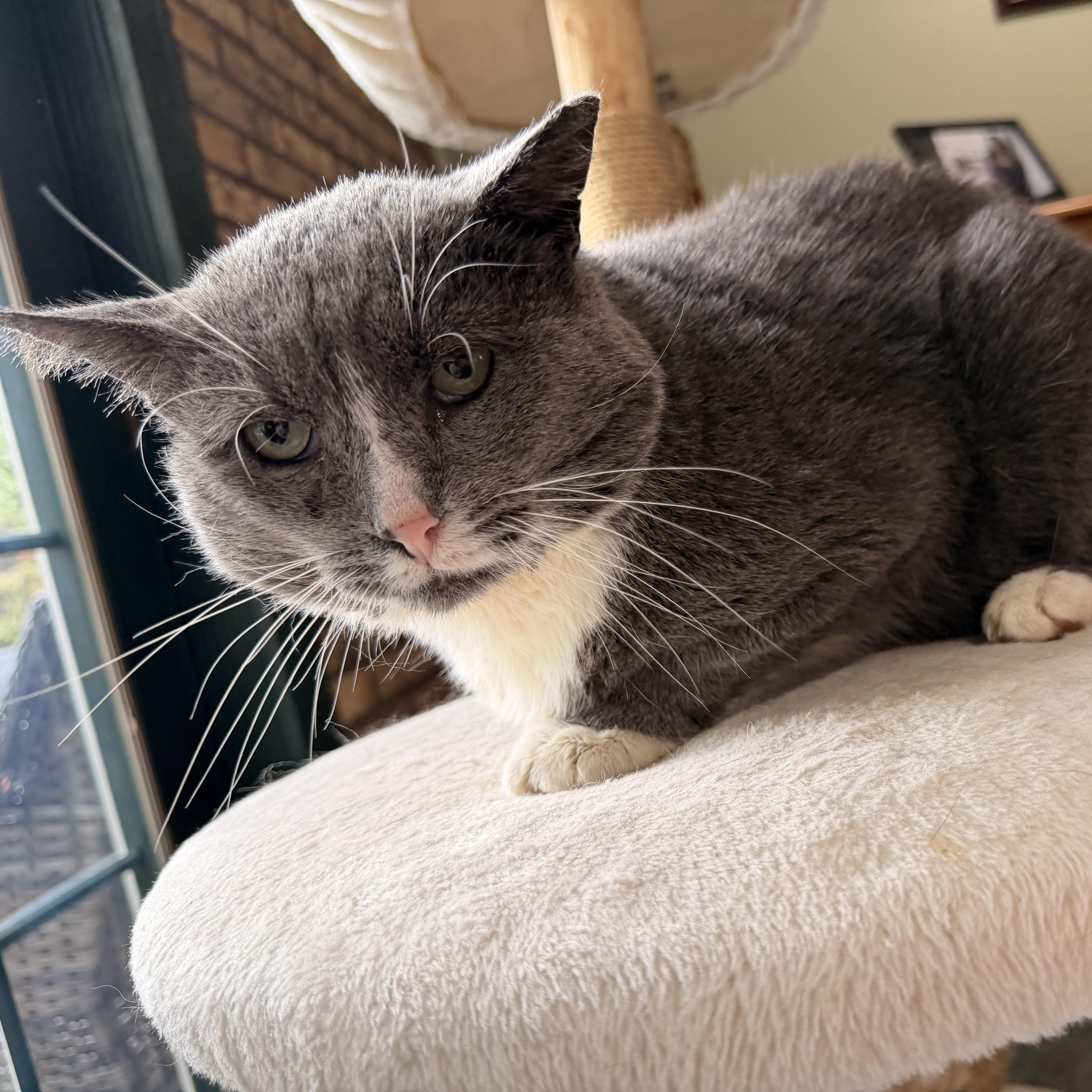 Enlarge Hamburger, a Adoptable Domestic Short Hair in Scranton, PA image 3/6