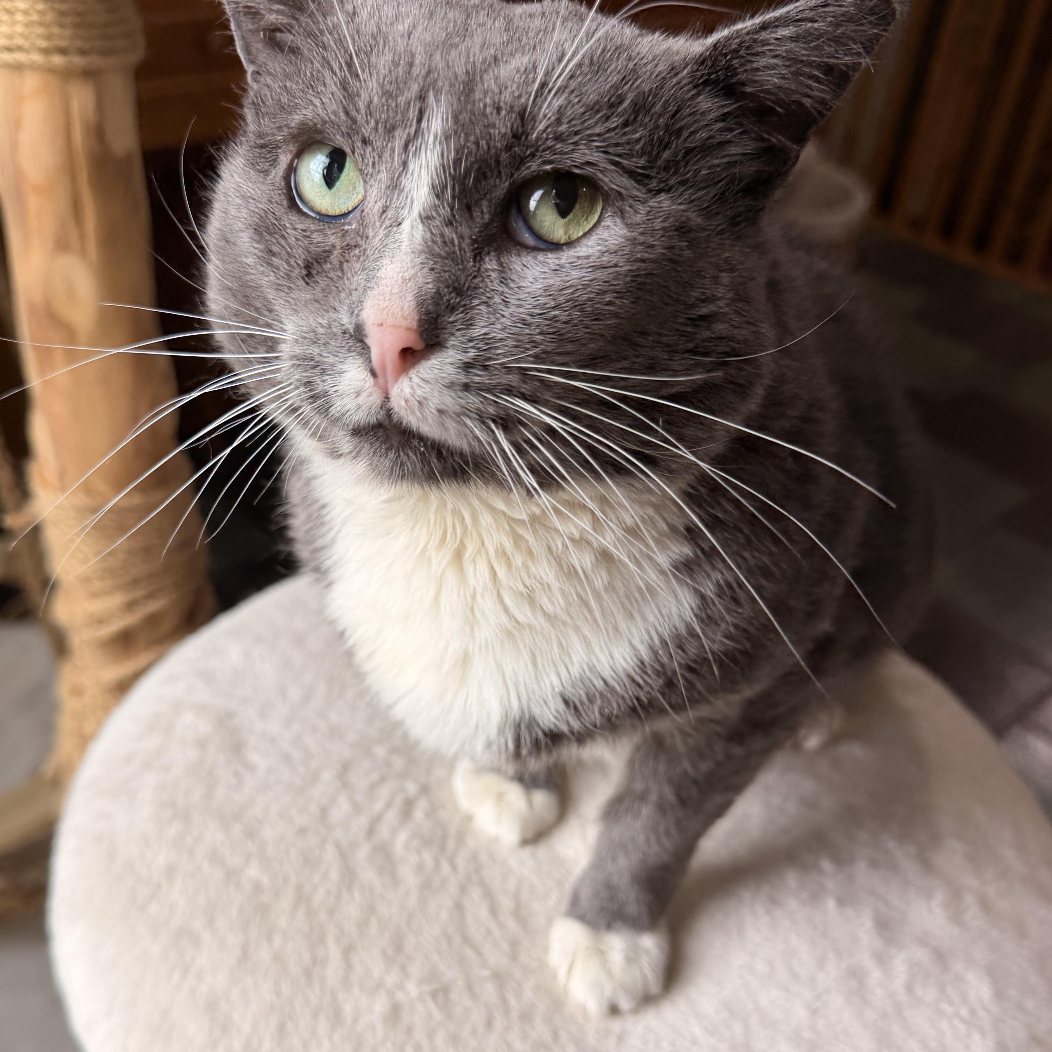 Hamburger, Adoptable, Adult Male Domestic Short Hair.