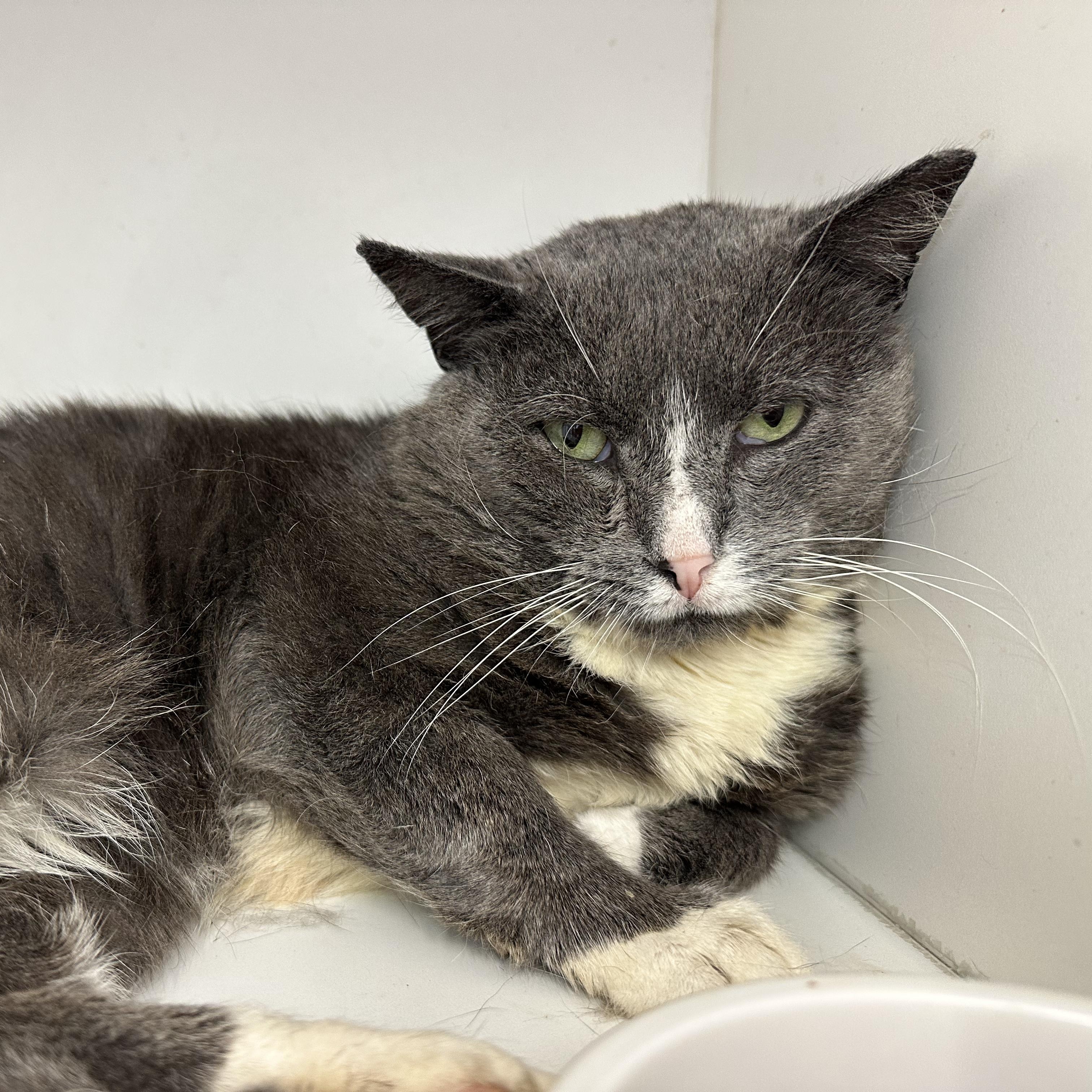 Enlarge Hamburger, a Adoptable Domestic Short Hair in Scranton, PA image 5/6