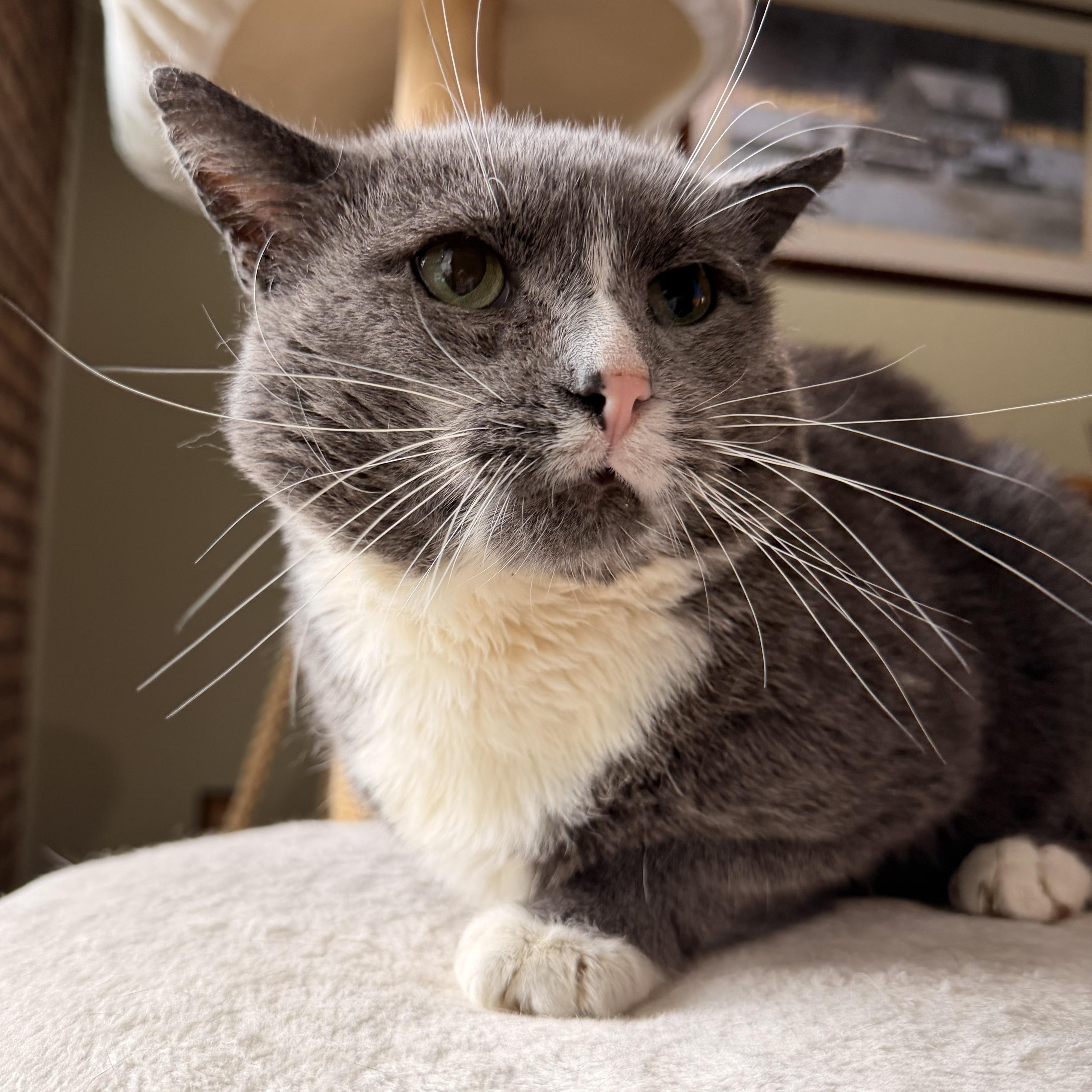 Enlarge Hamburger, a Adoptable Domestic Short Hair in Scranton, PA image 2/6