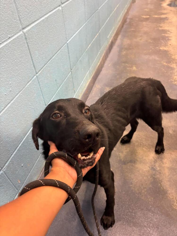 Enlarge Dorion / Addams, a Adoptable mixed breed in Broomfield, CO image 2/4