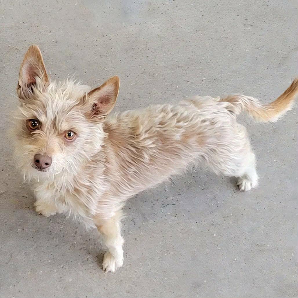 Gentlemanly Mr Gilbert ~ Lap Yorkie !, adopted, Adult Male Yorkshire Terrier.