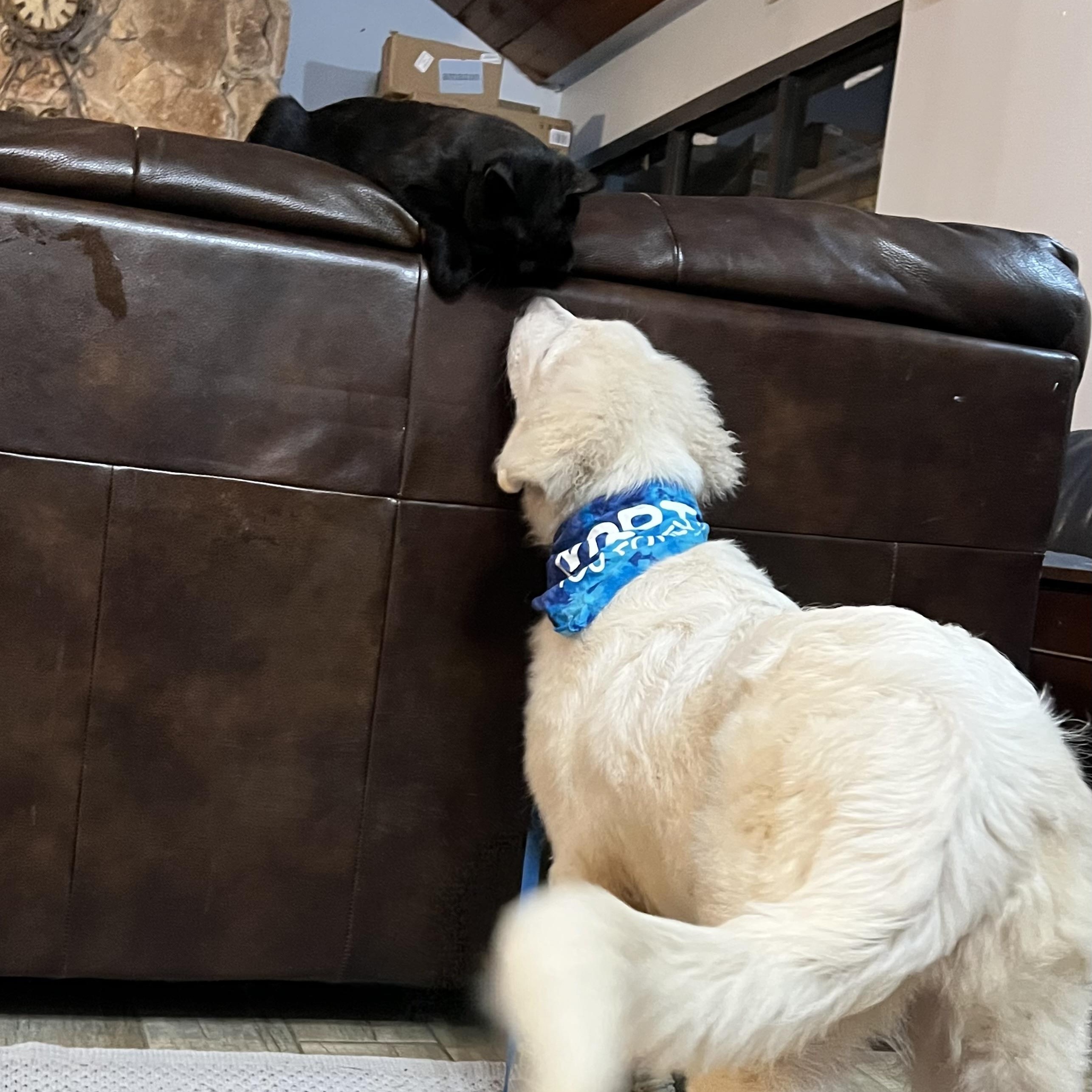 Enlarge Tootsie, a Adopted Great Pyrenees in Tuskahoma, OK image 2/6