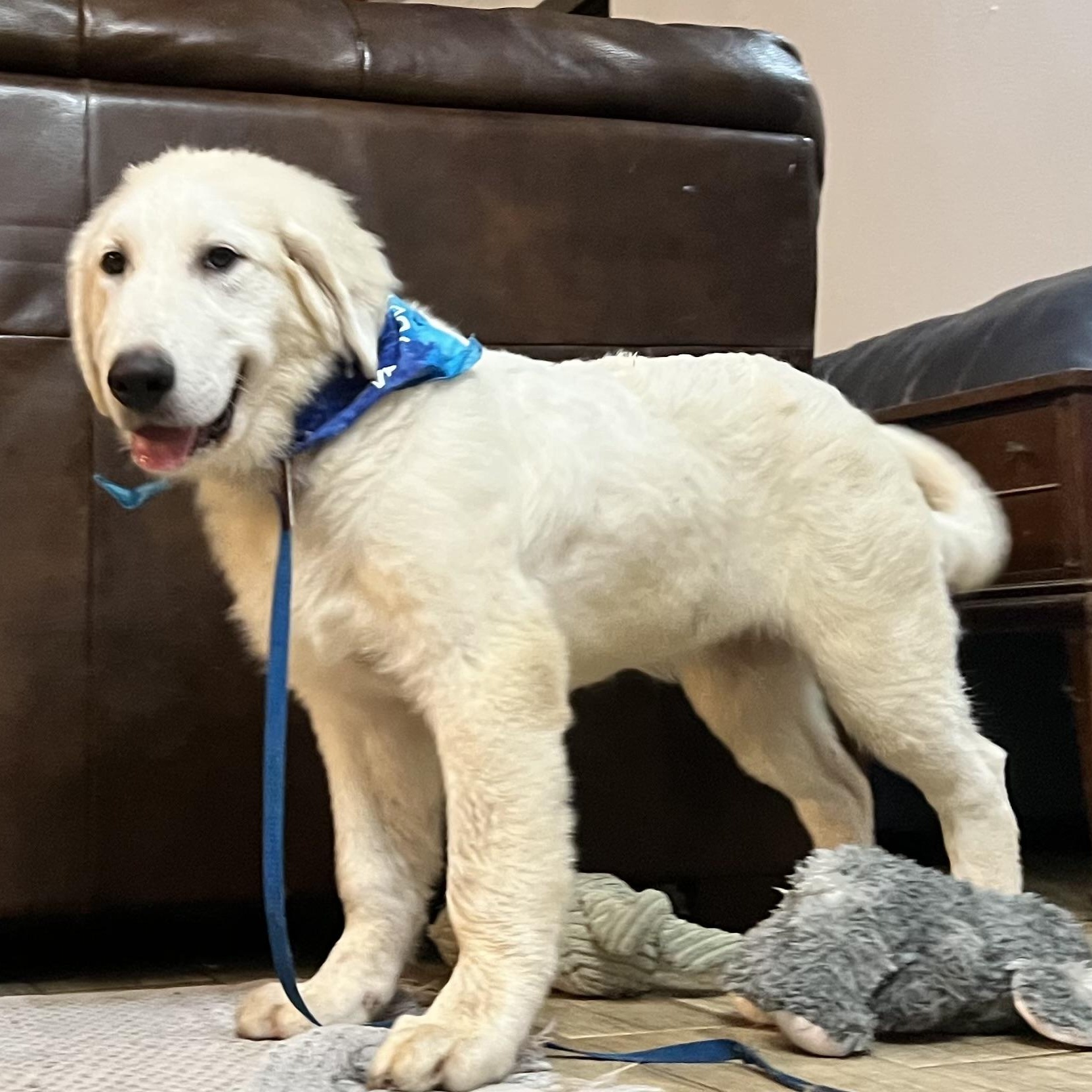 Enlarge Tootsie, a Adopted Great Pyrenees in Tuskahoma, OK image 3/6