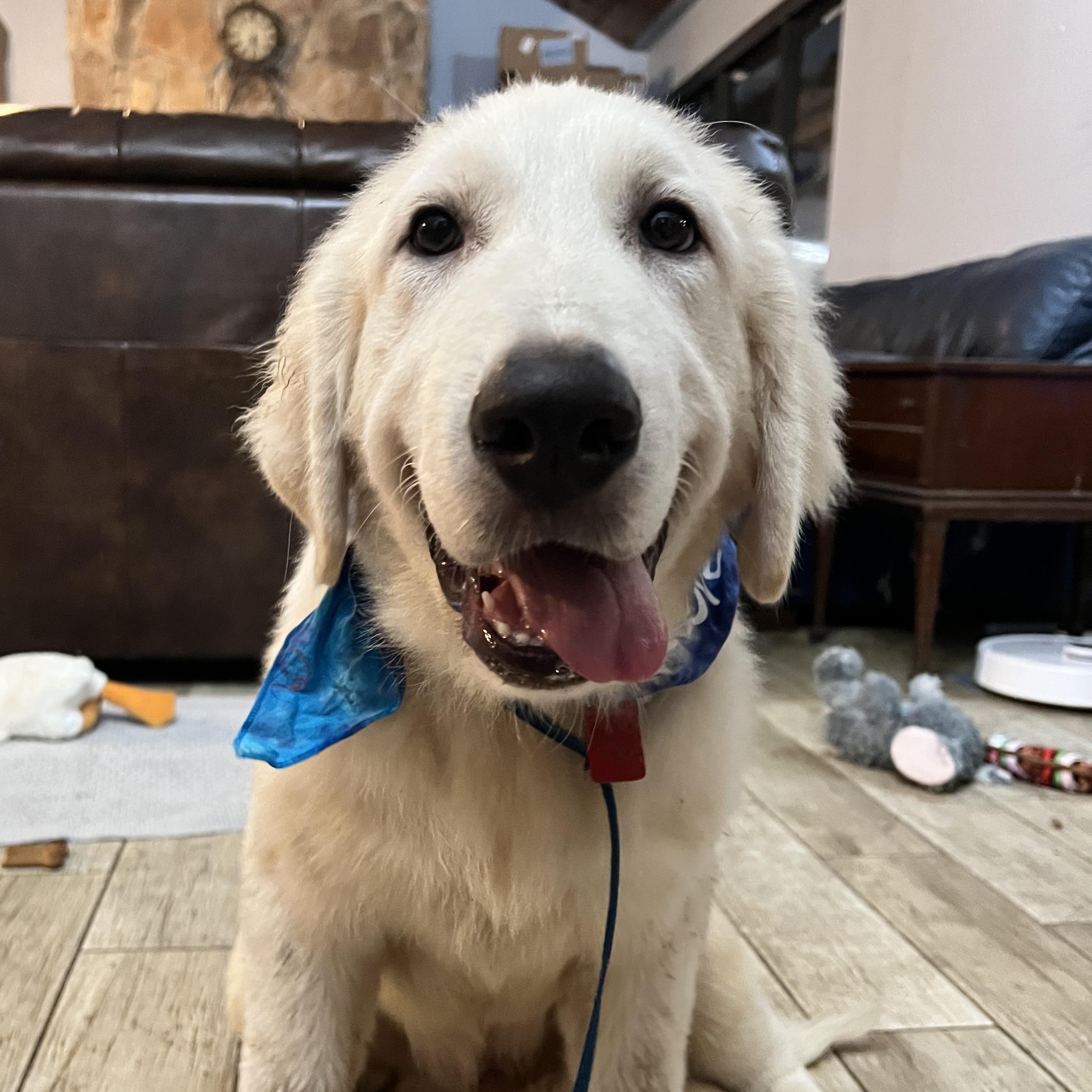 Enlarge Tootsie, a Adopted Great Pyrenees in Tuskahoma, OK image 5/6
