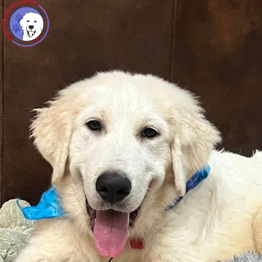 Enlarge Tootsie, a Adopted Great Pyrenees in Tuskahoma, OK image 1/6
