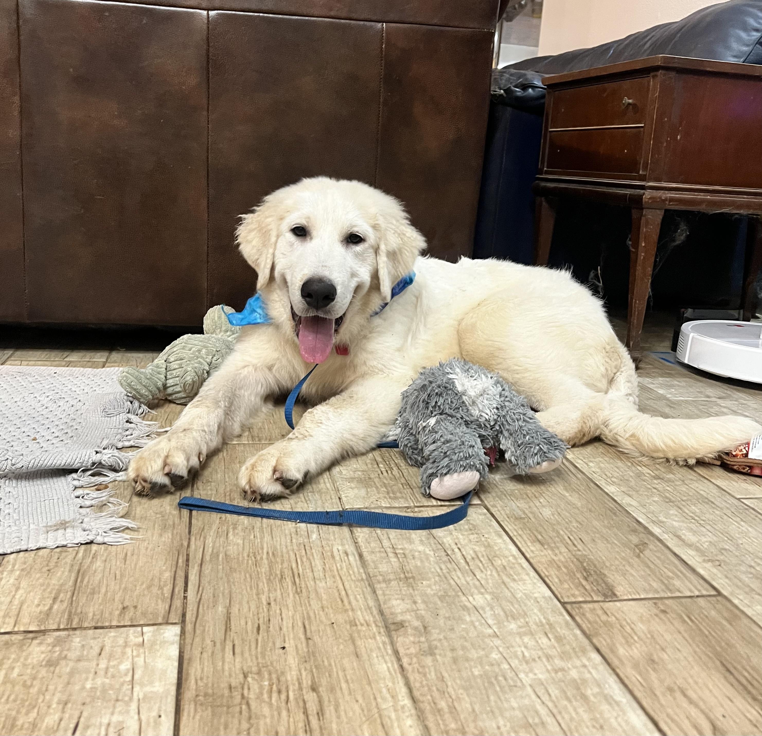 Enlarge Tootsie, a Adopted Great Pyrenees in Tuskahoma, OK image 4/6