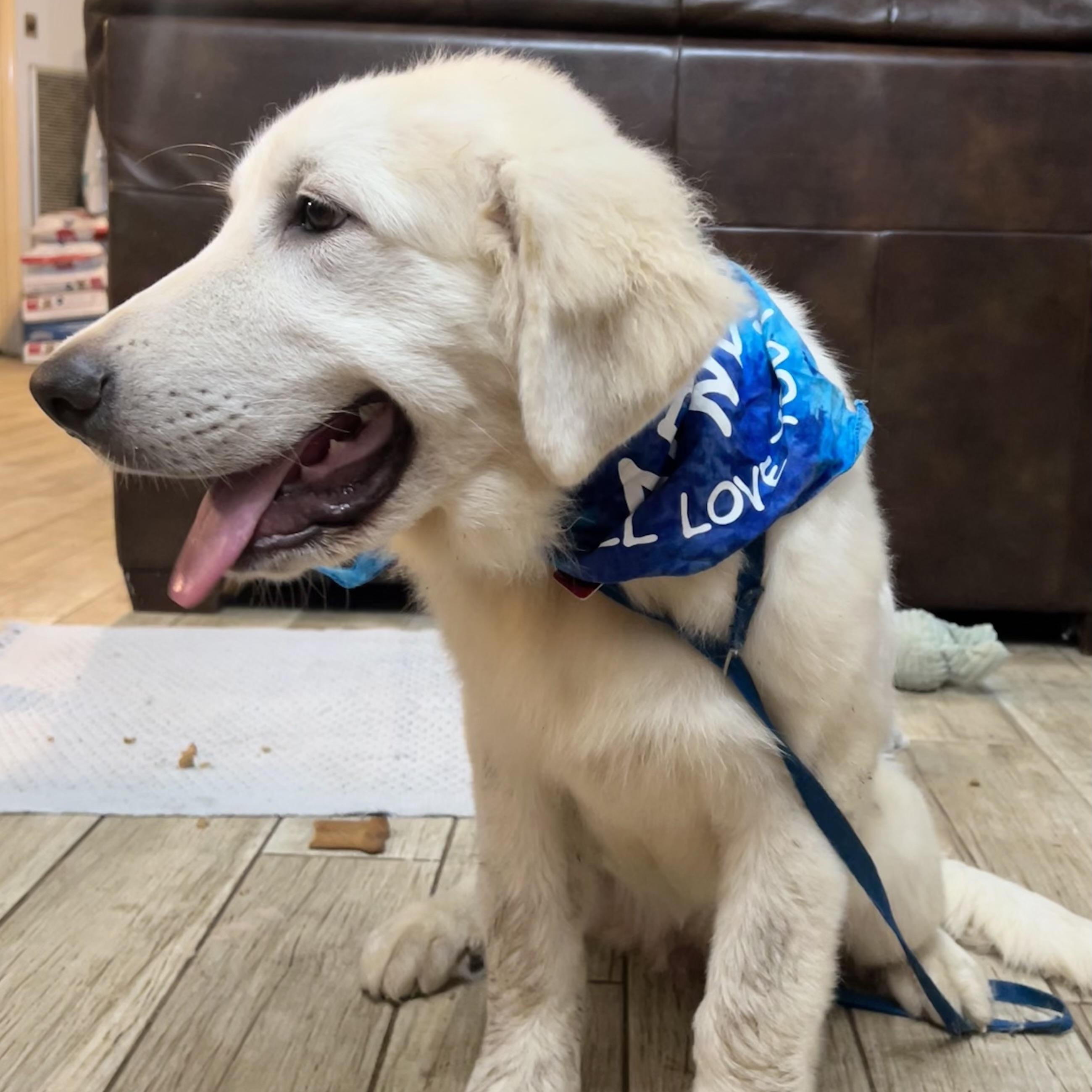 Enlarge Tootsie, a Adopted Great Pyrenees in Tuskahoma, OK image 6/6