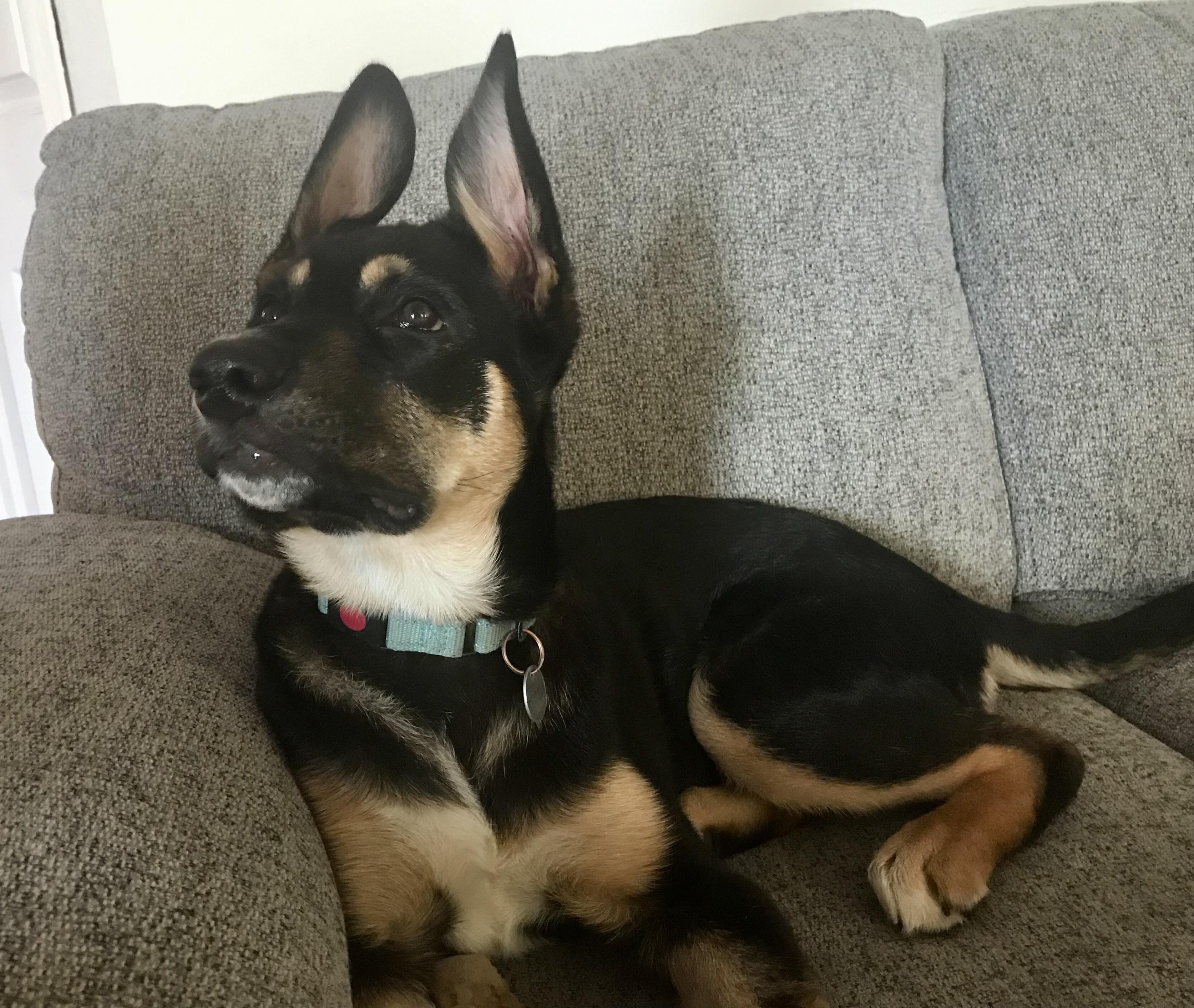 Enlarge Tinkerbell, a Adoptable mixed breed in Oakville, ON image 6/6