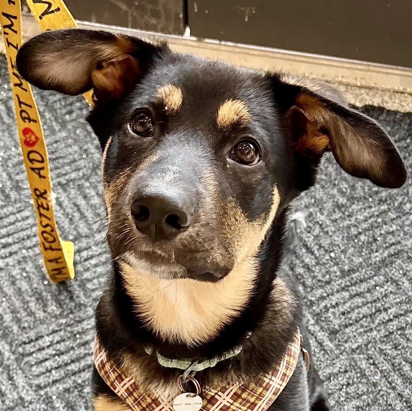 Enlarge Tinkerbell, a Adoptable mixed breed in Oakville, ON image 3/6