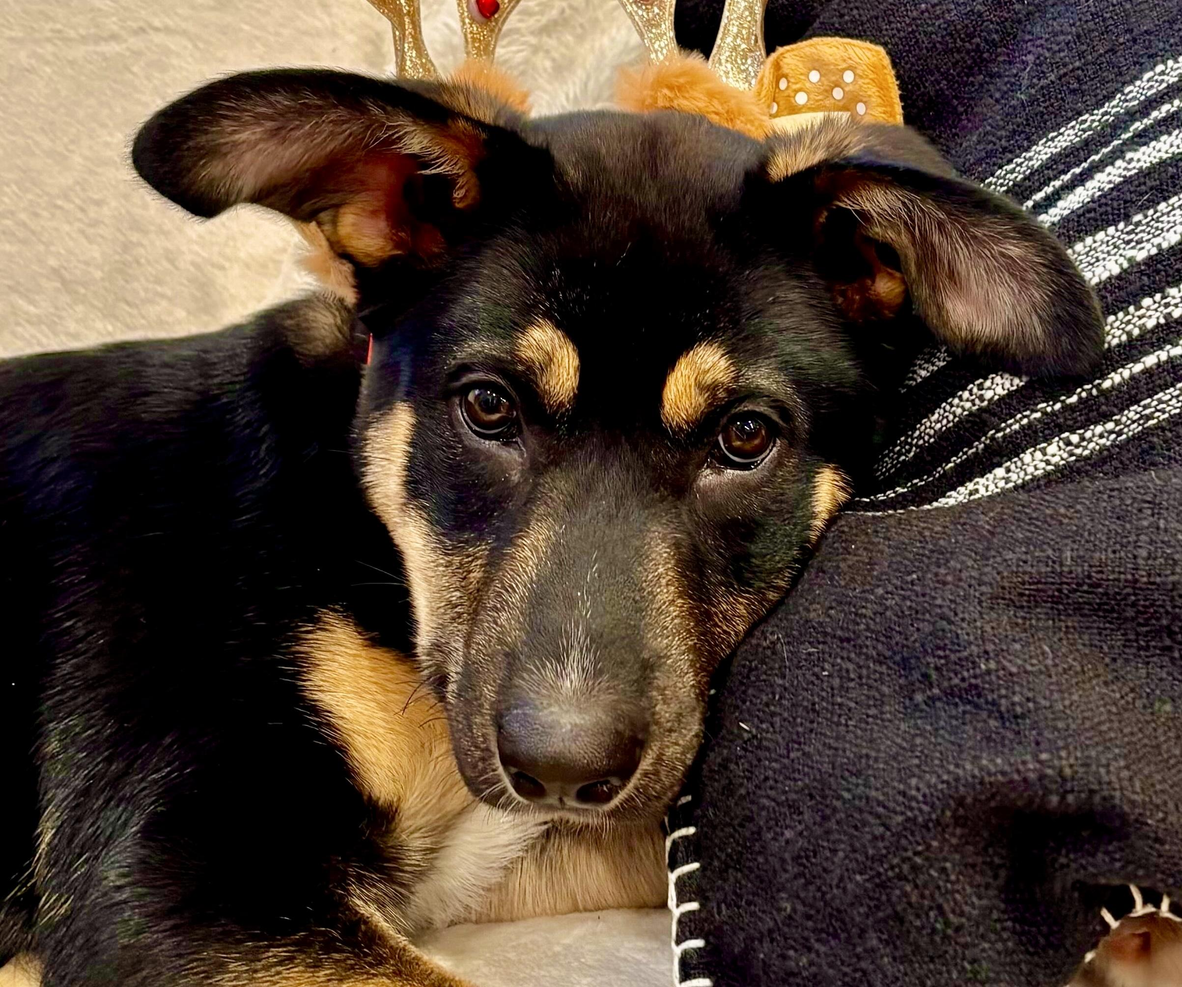 Tinkerbell, Adoptable, Puppy Female Shepherd.