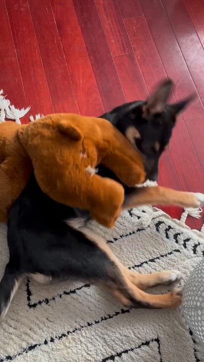 Enlarge Tinkerbell, a Adoptable mixed breed in Oakville, ON video 2/6