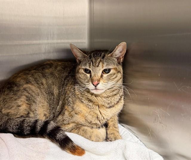 JOLENE, Adoptable, Young Female Domestic Short Hair.