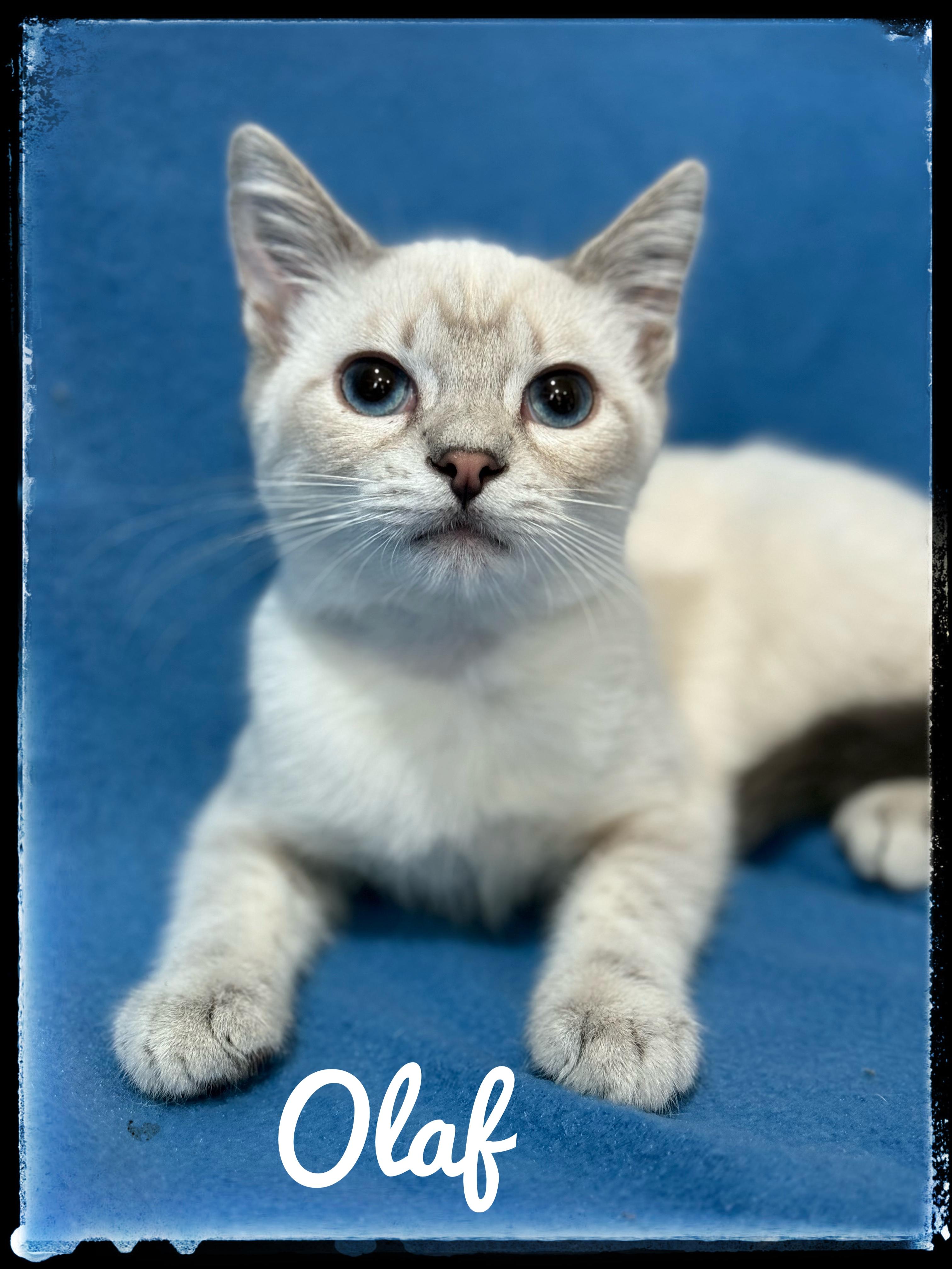 Olaf, Adoptable, Young Male Siamese.