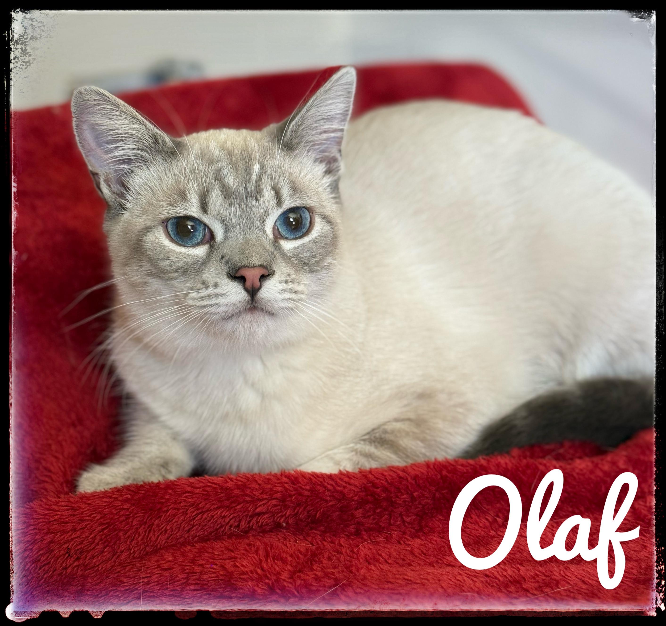 Enlarge Olaf, a Adoptable Siamese in El Cajon, CA image 2/2